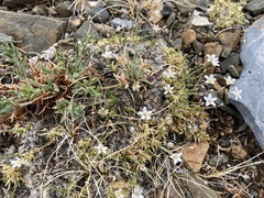 Eremogone kingii compacta