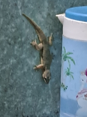 Hemidactylus platyurus