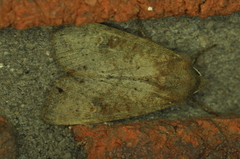Parastichtis suspecta