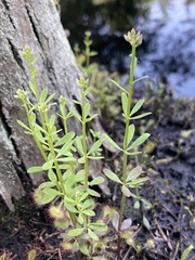 Polygala brevifolia