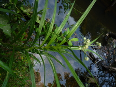 Scirpus polyphyllus