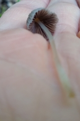 Coprinellus disseminatus