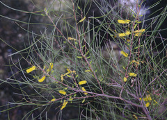Acacia jibberdingensis