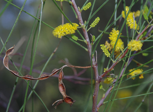 Jibberding Wattle (Acacia jibberdingensis)
