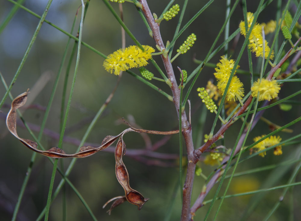 Acacia jibberdingensis