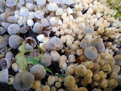 Coprinellus disseminatus