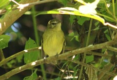 Phyllomyias virescens