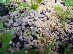 Coprinellus disseminatus