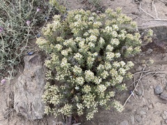 Leptosiphon nuttallii pubescens