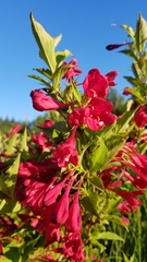 Weigela