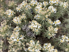 Leptosiphon nuttallii pubescens