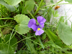 Viola eugeniae