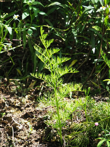 Ceratopteris gaudichaudii