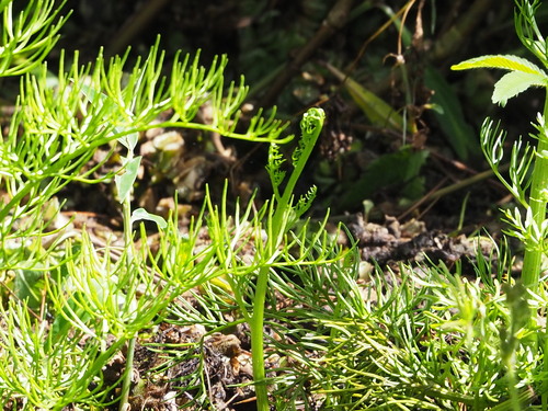 Ceratopteris gaudichaudii