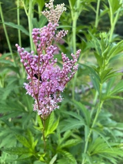 Filipendula rubra
