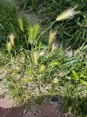 Hordeum murinum