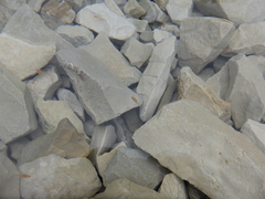 Chirocephalus marchesonii