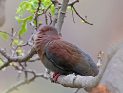 Patagioenas oenops