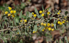 Acacia flavipila