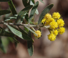Acacia flavipila