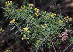 Acacia flavipila