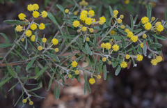 Acacia flavipila