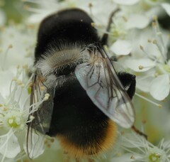 Eristalis oestracea