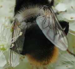 Eristalis oestracea