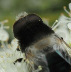 Eristalis oestracea