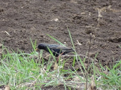 Sturnus vulgaris