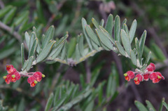 Grevillea saccata