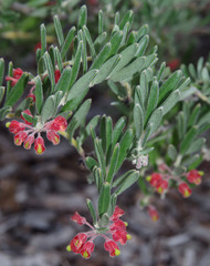 Grevillea saccata