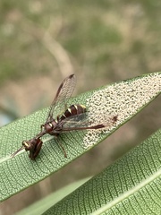 Pseudoclimaciella