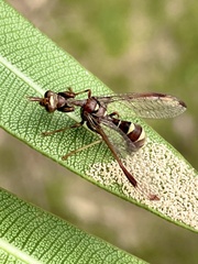 Pseudoclimaciella