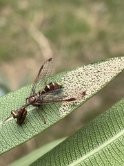 Pseudoclimaciella