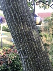 Acer capillipes