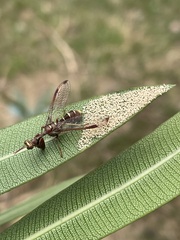 Pseudoclimaciella