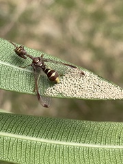 Pseudoclimaciella