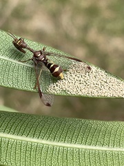 Pseudoclimaciella