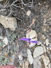 Penstemon scapoides