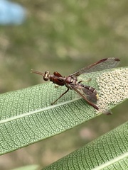 Pseudoclimaciella