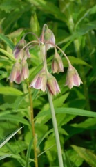 Allium siculum