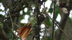 Cranioleuca curtata