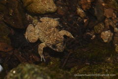 Limnonectes fragilis