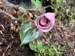Corybas taliensis