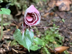 Corybas taliensis