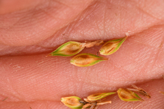 Carex petasata