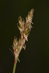 Carex petasata