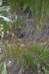 Carex petasata