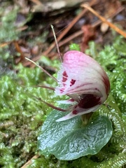 Corybas taliensis